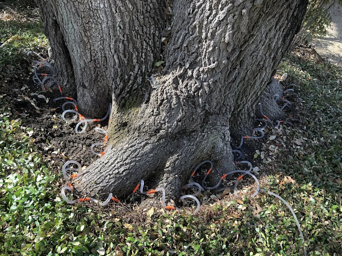 Detailed Tree Cabling and Bracing job site in Bluejacket