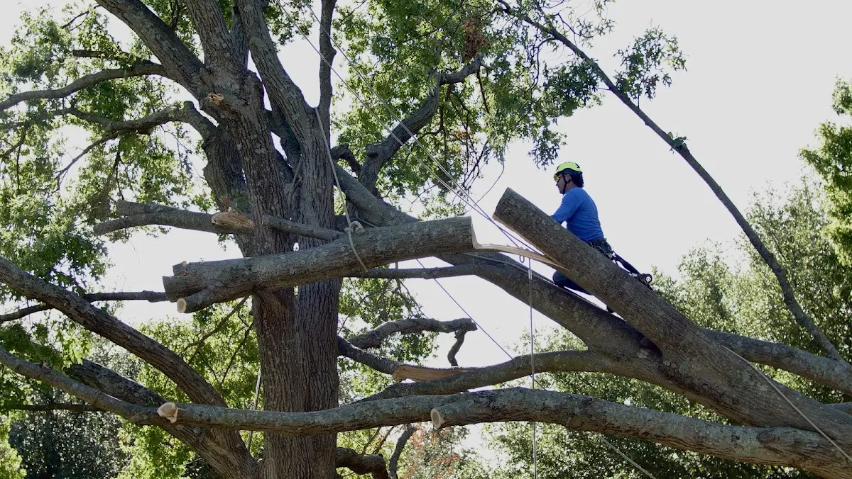 Professional Crown Thinning performed by certified arborists in Bluejacket